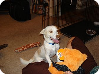 Chihuahua/Terrier (Unknown Type, Small) Mix Dog for Sale in Phoenix, Arizona - Whitey-Only $25 adoption fee! Chihuahua/Terrier (Unknown Type, Small) Mix Dog for Sale in Phoenix, Arizona - Whitey-Only $25 adoption fee!