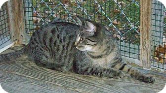 Domestic Shorthair Cat for Sale in Dover, Ohio - Tabitha Domestic Shorthair Cat for Sale in Dover, Ohio - Tabitha