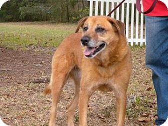 Golden Retriever/Chow Chow Mix Dog for Sale in Gainesville, Florida - Sandy Golden Retriever/Chow Chow Mix Dog for Sale in Gainesville, Florida - Sandy
