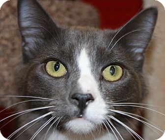 Domestic Mediumhair Cat for Sale in Phoenix, Arizona - Basil Domestic Mediumhair Cat for Sale in Phoenix, Arizona - Basil