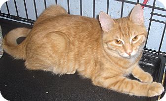 Domestic Shorthair Kitten for Sale in Middletown, Connecticut - Sydney Domestic Shorthair Kitten for Sale in Middletown, Connecticut - Sydney