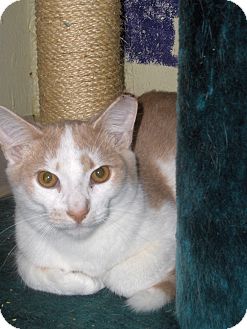 Domestic Shorthair Kitten for Sale in Middletown, Connecticut - Tiggy Domestic Shorthair Kitten for Sale in Middletown, Connecticut - Tiggy