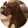 Redbone Coonhound/Bloodhound Mix Dog for Sale in NA, Oklahoma - Laney Redbone Coonhound/Bloodhound Mix Dog for Sale in NA, Oklahoma - Laney