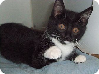 Domestic Shorthair Kitten for Sale in Secaucus, New Jersey - Peppermint Domestic Shorthair Kitten for Sale in Secaucus, New Jersey - Peppermint