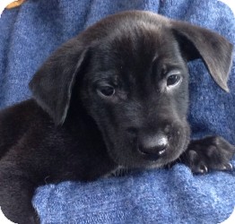 Labrador Retriever Mix Puppy for Sale in Marlton, New Jersey - Baby Dixon Labrador Retriever Mix Puppy for Sale in Marlton, New Jersey - Baby Dixon