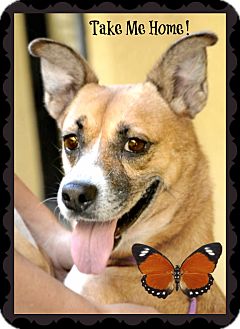 German Shepherd Dog Mix Dog for Sale in Ft. Lauderdale, Florida - Nina German Shepherd Dog Mix Dog for Sale in Ft. Lauderdale, Florida - Nina