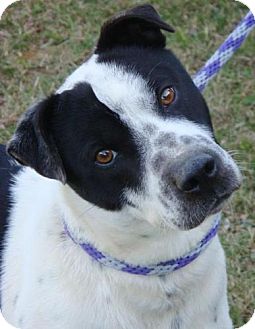 Australian Cattle Dog/Border Collie Mix Dog for Sale in Red Bluff, California - Topper Australian Cattle Dog/Border Collie Mix Dog for Sale in Red Bluff, California - Topper