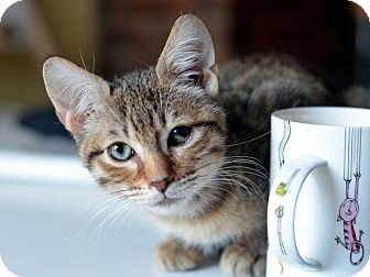 American Shorthair Kitten for Sale in Brooklyn, New York - Brownie American Shorthair Kitten for Sale in Brooklyn, New York - Brownie