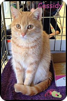 Domestic Shorthair Kitten for Sale in Merrifield, Virginia - Cassidy Domestic Shorthair Kitten for Sale in Merrifield, Virginia - Cassidy