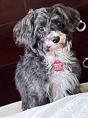 Tampa FL Shih Tzu Poodle Miniature Meet Mimi A Pet For Adoption