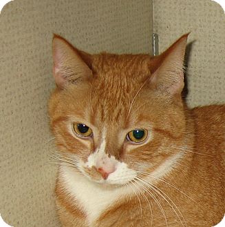 Domestic Shorthair Cat for Sale in Hamilton, New Jersey - SHELDON -2013 Domestic Shorthair Cat for Sale in Hamilton, New Jersey - SHELDON -2013