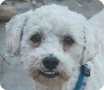 Poodle (Miniature) Mix Dog for Sale in Norwalk, Connecticut - Dwight Poodle (Miniature) Mix Dog for Sale in Norwalk, Connecticut - Dwight