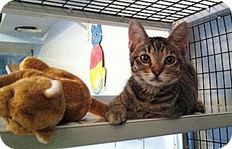 Domestic Shorthair Kitten for Sale in Deerfield Beach, Florida - Clarice Domestic Shorthair Kitten for Sale in Deerfield Beach, Florida - Clarice