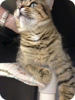 Domestic Shorthair Cat for Sale in Chippewa Falls, Wisconsin - Dora Domestic Shorthair Cat for Sale in Chippewa Falls, Wisconsin - Dora