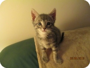 Domestic Shorthair Kitten for Sale in Oceanside, New York - Jackson Domestic Shorthair Kitten for Sale in Oceanside, New York - Jackson