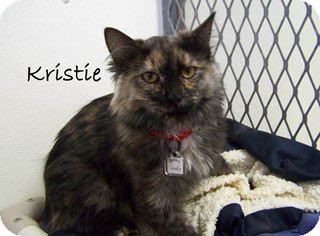 Domestic Mediumhair Kitten for Sale in Hamilton, Montana - Kristie Domestic Mediumhair Kitten for Sale in Hamilton, Montana - Kristie