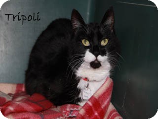 American Shorthair Cat for Sale in Hamilton, Montana - tripoli American Shorthair Cat for Sale in Hamilton, Montana - tripoli