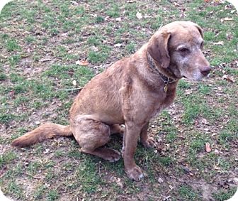 Chesapeake Bay Retriever Mix Dog for Sale in Richmond, Virginia - Sampson Chesapeake Bay Retriever Mix Dog for Sale in Richmond, Virginia - Sampson