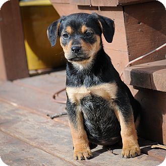 Hound (Unknown Type)/Terrier (Unknown Type, Medium) Mix Puppy for Sale in Mt. Prospect, Illinois - McKinley Hound (Unknown Type)/Terrier (Unknown Type, Medium) Mix Puppy for Sale in Mt. Prospect, Illinois - McKinley
