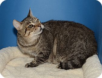 American Shorthair Cat for Sale in Ranch Palos Verdes, California - Whisper American Shorthair Cat for Sale in Ranch Palos Verdes, California - Whisper