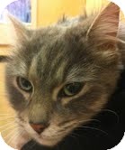 Domestic Longhair Cat for Sale in Modesto, California - Elinor Domestic Longhair Cat for Sale in Modesto, California - Elinor