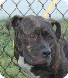 Pit Bull Terrier Mix Dog for Sale in Brooklyn, New York - Honey Pit Bull Terrier Mix Dog for Sale in Brooklyn, New York - Honey