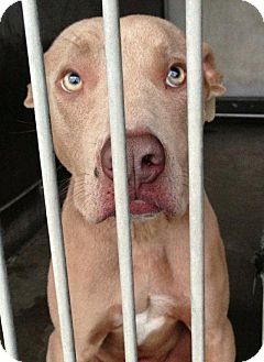 Staffordshire Bull Terrier Mix Dog for Sale in San Diego, California - Justin URGENT Staffordshire Bull Terrier Mix Dog for Sale in San Diego, California - Justin URGENT