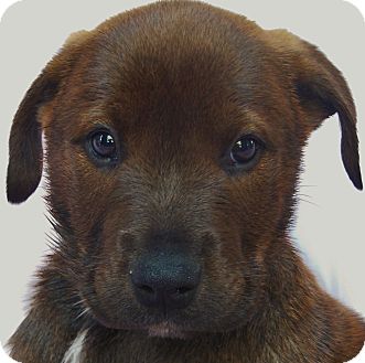 Labrador Retriever Mix Puppy for Sale in Thousand Oaks, California - Cupid Labrador Retriever Mix Puppy for Sale in Thousand Oaks, California - Cupid