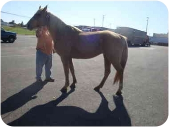 Tennessee Walking Horse Mix for Sale in Mystic, Connecticut - Savannah Tennessee Walking Horse Mix for Sale in Mystic, Connecticut - Savannah