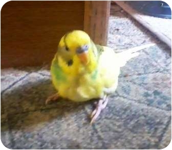 Budgie for Sale in Shawnee Mission, Kansas - Mallory Budgie for Sale in Shawnee Mission, Kansas - Mallory