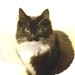 Domestic Longhair Kitten for Sale in Vancouver, British Columbia - Grimm Domestic Longhair Kitten for Sale in Vancouver, British Columbia - Grimm