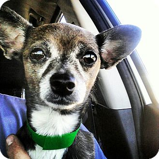Chihuahua Mix Dog for Sale in Scottsdale, Arizona - Cholia Chihuahua Mix Dog for Sale in Scottsdale, Arizona - Cholia