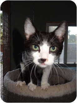 Domestic Shorthair Kitten for Sale in Chatsworth, California - Chappy Domestic Shorthair Kitten for Sale in Chatsworth, California - Chappy