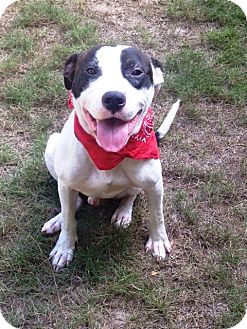 Pit Bull Terrier Mix Dog for Sale in Snellville, Georgia - Milo Pit Bull Terrier Mix Dog for Sale in Snellville, Georgia - Milo