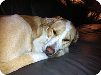 Labrador Retriever Mix Dog for Sale in Youngstown, Ohio - Tanner ~ Pending Adoption Labrador Retriever Mix Dog for Sale in Youngstown, Ohio - Tanner ~ Pending Adoption
