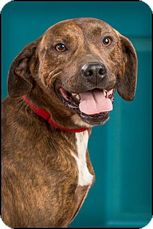 Boxer/Hound (Unknown Type) Mix Dog for Sale in Owensboro, Kentucky - Shifty Boxer/Hound (Unknown Type) Mix Dog for Sale in Owensboro, Kentucky - Shifty