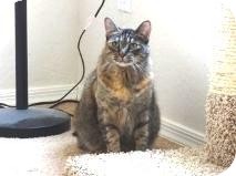Manx Cat for Sale in Mesa, Arizona - Zeena Manx Cat for Sale in Mesa, Arizona - Zeena