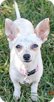 Chihuahua Puppy for Sale in Temecula, California - Chicklet Chihuahua Puppy for Sale in Temecula, California - Chicklet