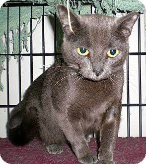 Russian Blue Cat for Sale in Troy, Michigan - Rusa Russian Blue Cat for Sale in Troy, Michigan - Rusa
