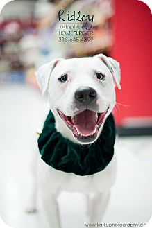 Labrador Retriever/American Pit Bull Terrier Mix Dog for Sale in Detroit, Michigan - Ridley-Adopted! Labrador Retriever/American Pit Bull Terrier Mix Dog for Sale in Detroit, Michigan - Ridley-Adopted!