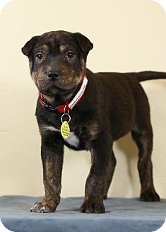 Shepherd (Unknown Type) Mix Puppy for Sale in Westminster, Colorado - Rumor Shepherd (Unknown Type) Mix Puppy for Sale in Westminster, Colorado - Rumor