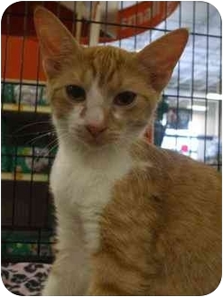 Domestic Shorthair Kitten for Sale in Orlando, Florida - Bruce Domestic Shorthair Kitten for Sale in Orlando, Florida - Bruce