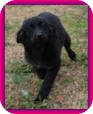 Border Collie/Flat-Coated Retriever Mix Puppy for Sale in Brattleboro, Vermont - Shana Border Collie/Flat-Coated Retriever Mix Puppy for Sale in Brattleboro, Vermont - Shana