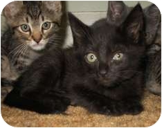 Domestic Shorthair Kitten for Sale in Shelton, Washington - Ebony Domestic Shorthair Kitten for Sale in Shelton, Washington - Ebony