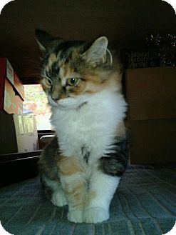 Calico Kitten for Sale in Acme, Pennsylvania - Doodlebug Calico Kitten for Sale in Acme, Pennsylvania - Doodlebug
