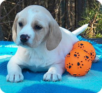 Beagle Mix Puppy for Sale in Sussex, New Jersey - Rosebud Beagle Mix Puppy for Sale in Sussex, New Jersey - Rosebud