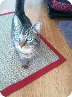 Domestic Shorthair Kitten for Sale in Huntington, New York - ANGELO Domestic Shorthair Kitten for Sale in Huntington, New York - ANGELO