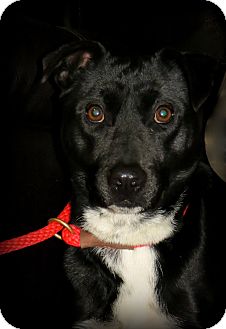 Labrador Retriever/Shepherd (Unknown Type) Mix Dog for Sale in Glastonbury, Connecticut - Dooley~meet me~ Labrador Retriever/Shepherd (Unknown Type) Mix Dog for Sale in Glastonbury, Connecticut - Dooley~meet me~