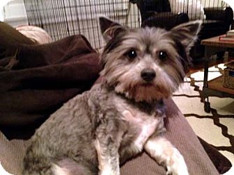 Yorkie, Yorkshire Terrier/Terrier (Unknown Type, Small) Mix Dog for Sale in Los Angeles, California - OSKAR Yorkie, Yorkshire Terrier/Terrier (Unknown Type, Small) Mix Dog for Sale in Los Angeles, California - OSKAR