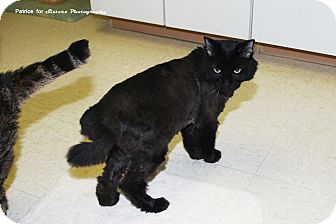 Domestic Mediumhair Cat for Sale in Lincoln, Nebraska - Zemon Domestic Mediumhair Cat for Sale in Lincoln, Nebraska - Zemon